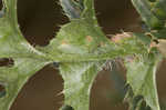 Spiny plumeless thistle